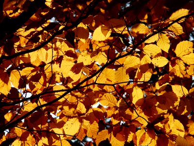 Deciduous tree golden autumn golden october