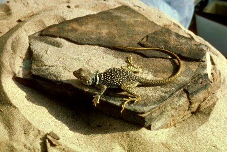 Crotaphytus Collaris lizard 