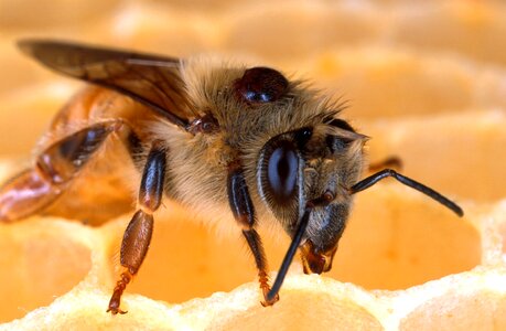 Close-up macro insect photo