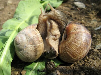 Escargots snail pairing photo