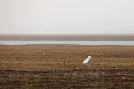 Snowy Owl on the tundra