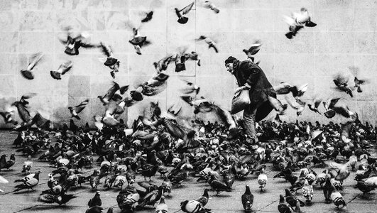 Man with Pigeons in Paris, France photo