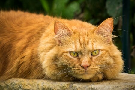 Animal beautiful photo cat