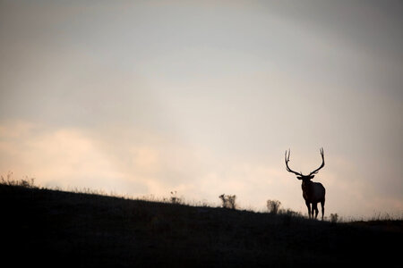 Large bull Elk silhouetted against sky