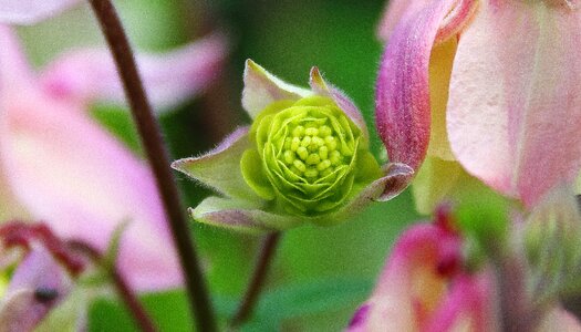 Vulgaris aquilegia l