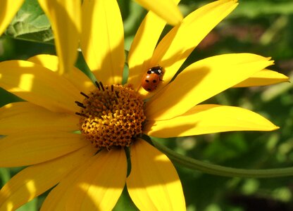 Summer insects flowers photo