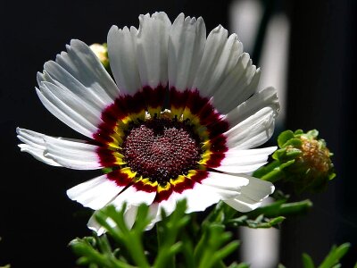 Beautiful bloom park