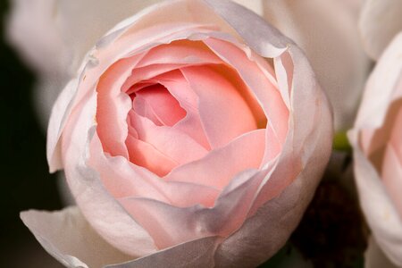 Composites flowers spring