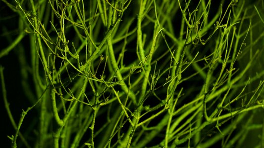 Branches from the street light the bush at night in the dark photo