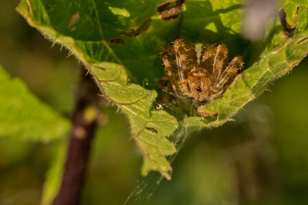 Macro close up arachnids photo