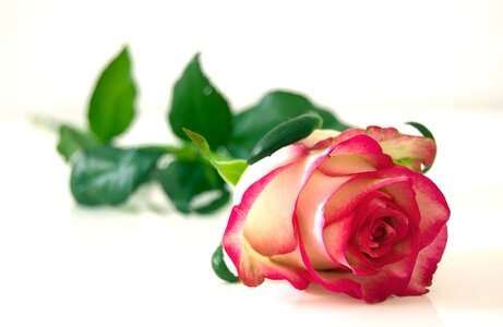 Bloom beauty romantic