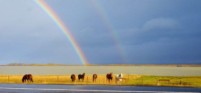 Rainbow and Icelandic Horses photo