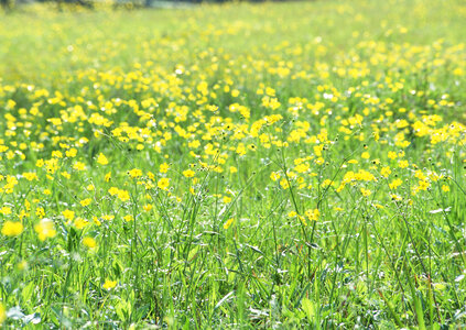 Yellow flower field photo