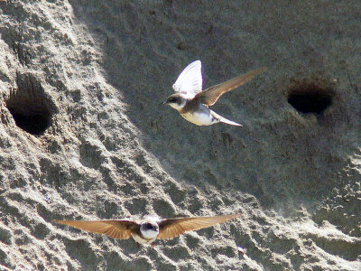 Bank Swallows