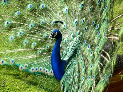 Blue bird pavo cristatus