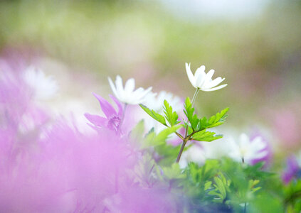 Wildflowers in orchard, summertime photo