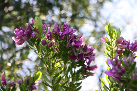 Summer plant provence photo