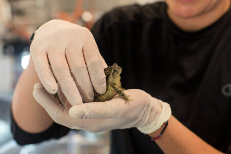Wyoming toad-2