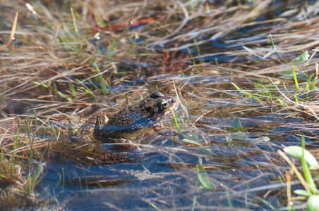 Mountain yellow-legged frog-1