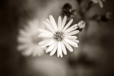 Abstract beautiful flowers bloom