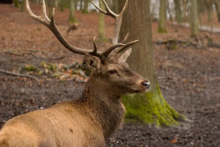 Antler wild wildlife park