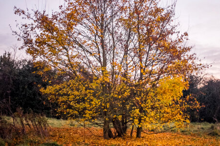 Lonely Tree in Autumn Free Photo photo