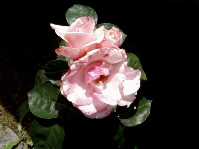Pink shade white