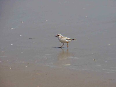 Bird Charadrius melodus Charadrius wilsonia