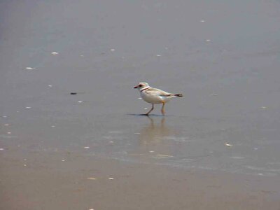 Bird Charadrius melodus Charadrius wilsonia photo