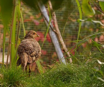 Bird plumage species photo