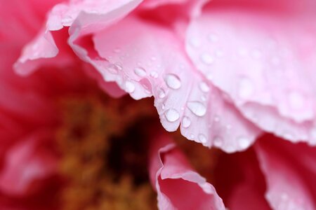 Beautiful beautiful flowers beautiful photo