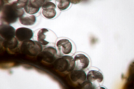 Freshwater mussel conglutinates