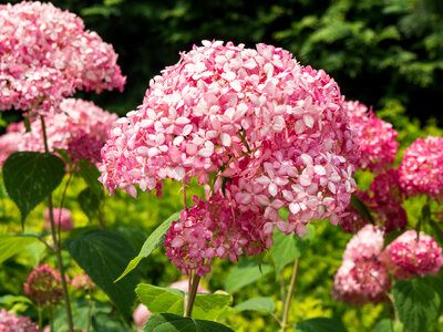 Pink Flowers in Garden photo