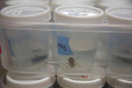 Hine's emerald dragonfly ready for examination by researchers-1 photo