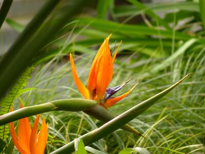 Exotic bird of paradise flower strelitzia orchids photo