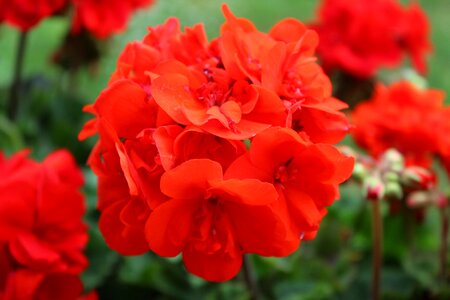 Blossom bloom red