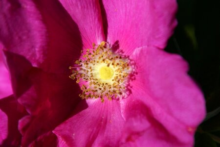 Summer flowers plant