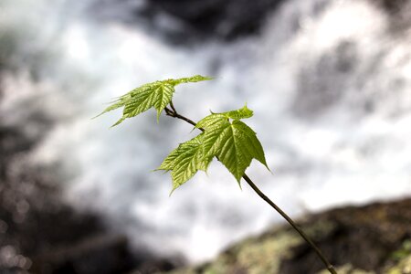 Branch detailed landscape