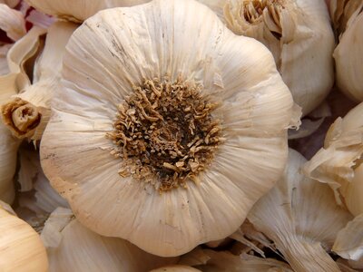 Tuber substantial smell