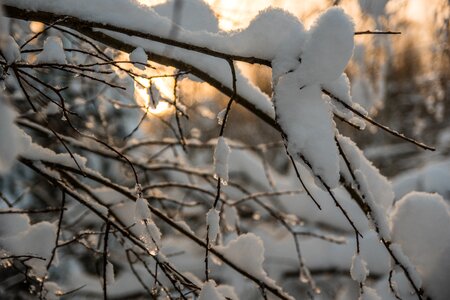 A branch of a tree covered with fluffy snow