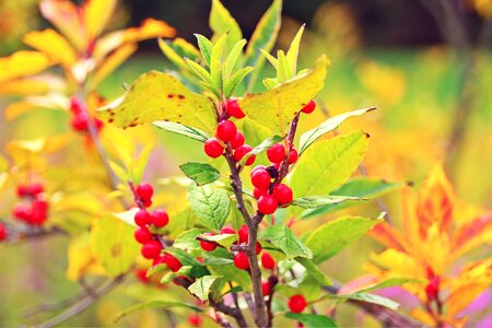 Berry leaves red photo