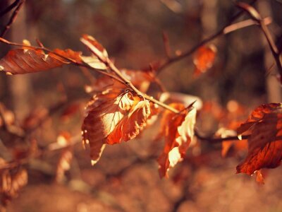 Autumn autumn season branch