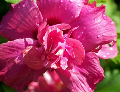 Blossom petal color photo