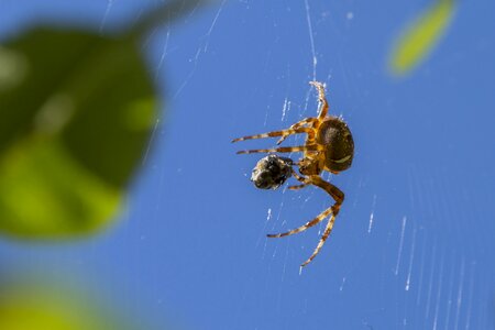 Air animal arthropod