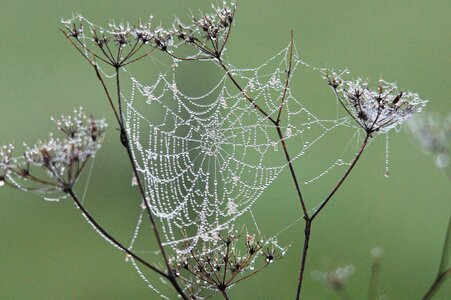 Cobweb dew nature