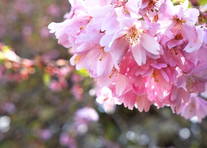 Pink springtime nature