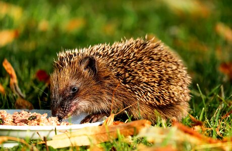 Animal autumn autumn season