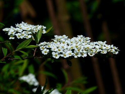 White spierstrauch spiraea arguta
