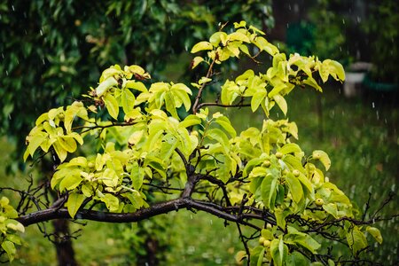 Bad Weather orchard pears photo