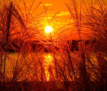 Golden sea oats photo